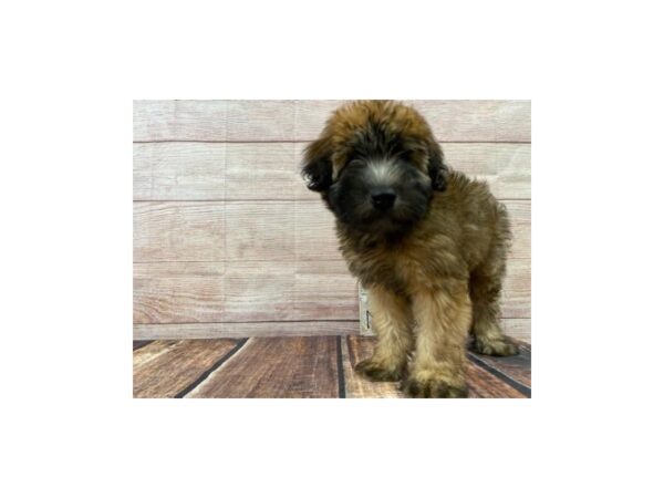 Soft Coated Wheaten Terrier-DOG-Female-Wheaten-967-Petland Nashville, Tennessee