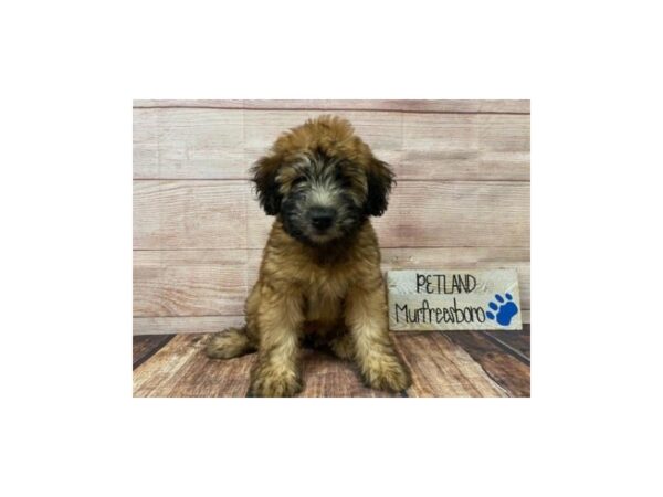 Soft Coated Wheaten Terrier-DOG-Female-Wheaten-972-Petland Nashville, Tennessee