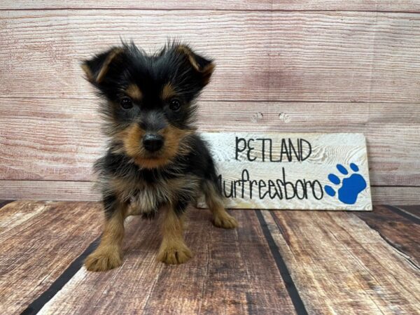 Silky Terrier-DOG-Male-Black / Tan-978-Petland Nashville, Tennessee