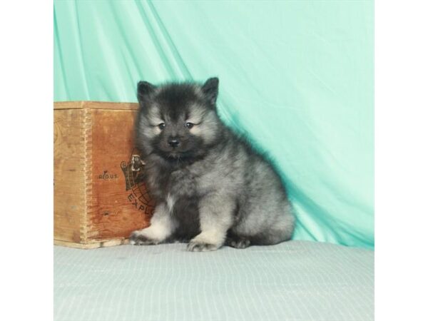 Keeshond-DOG-Male-Silver / Black-987-Petland Nashville, Tennessee