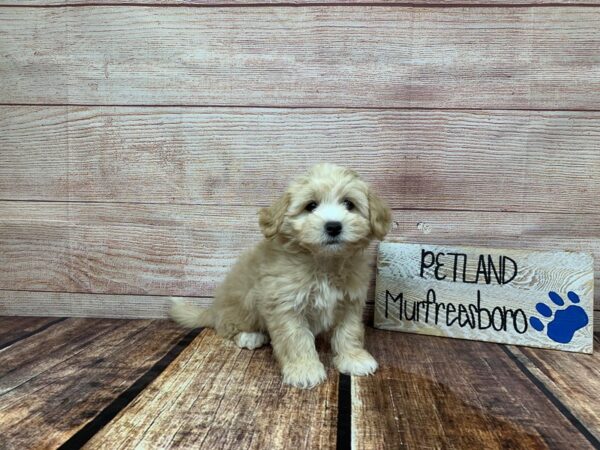 Shihpoo-DOG-Male-Cream-985-Petland Nashville, Tennessee