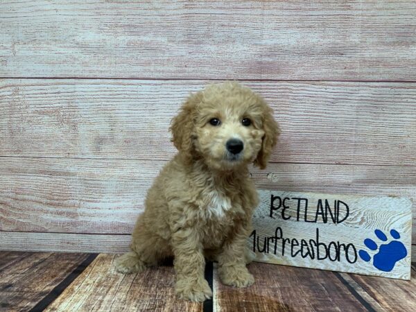 2nd Generation Mini Goldendoodle-DOG-Female-Apricot-988-Petland Nashville, Tennessee