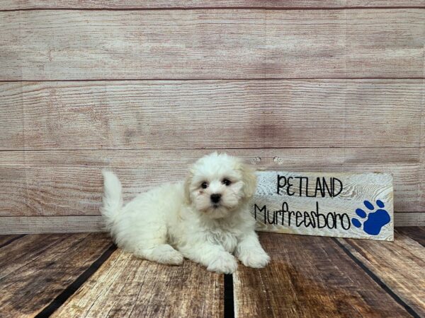 Teddy Bear-DOG-Male-Gold / White-991-Petland Nashville, Tennessee