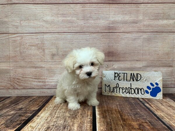 Teddy Bear-DOG-Male-Gold / White-992-Petland Nashville, Tennessee
