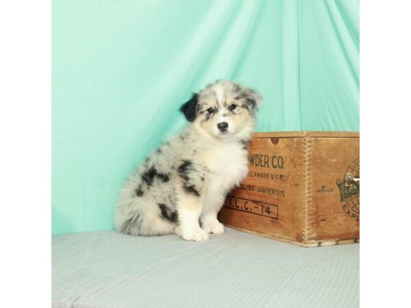 Australian Shepherd/English Shepherd-DOG-Male-Blue Merle-994-Petland Nashville, Tennessee