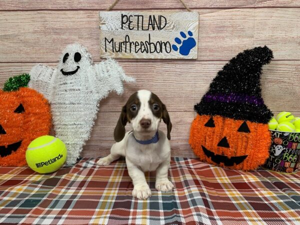 Dachshund-DOG-Male-Chocolate / Tan-993-Petland Nashville, Tennessee