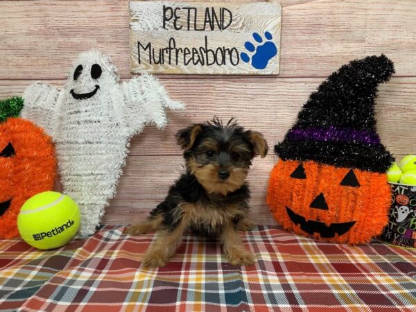 Yorkshire Terrier-DOG-Female-Black / Tan-998-Petland Nashville, Tennessee