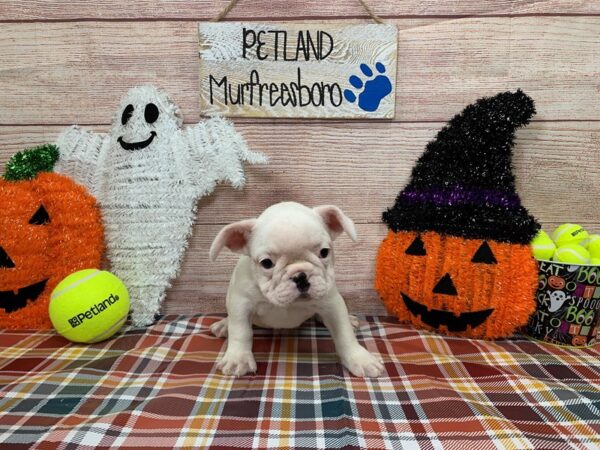 French Bulldog-DOG-Male-White-1009-Petland Nashville, Tennessee