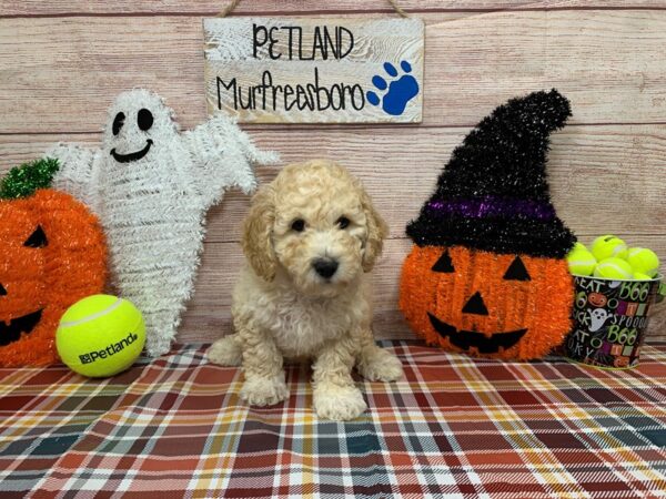 Bichon Poo-DOG-Male-Cream-997-Petland Nashville, Tennessee