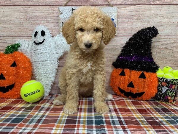 Goldendoodle-DOG-Female-Cream-1001-Petland Nashville, Tennessee