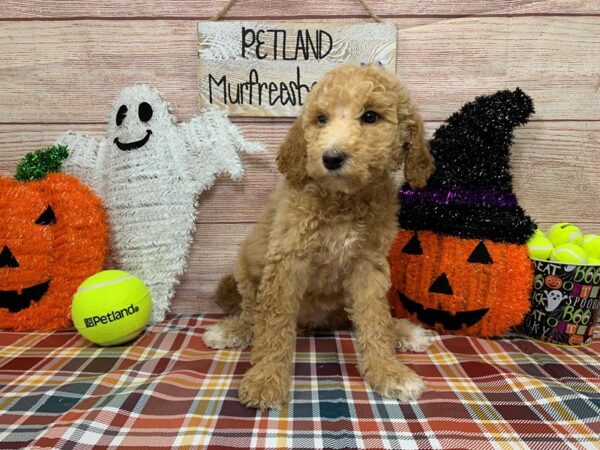 Goldendoodle-DOG-Female-Cream-1002-Petland Nashville, Tennessee