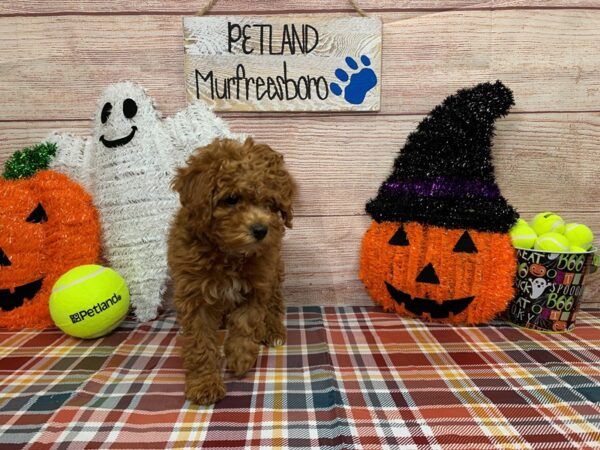 F1b Cavapoo-DOG-Female-Red-1005-Petland Nashville, Tennessee