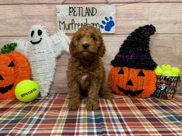 F1b Cavapoo-DOG-Male-Red-1006-Petland Nashville, Tennessee