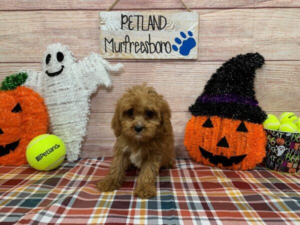 Cavapoo-DOG-Male-Red-1007-Petland Nashville, Tennessee