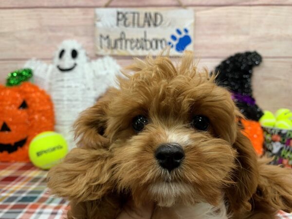 Cavapoo-DOG-Female-Red-1008-Petland Nashville, Tennessee