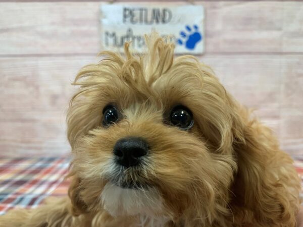 Cavapoo-DOG-Female-Red / White-1019-Petland Nashville, Tennessee