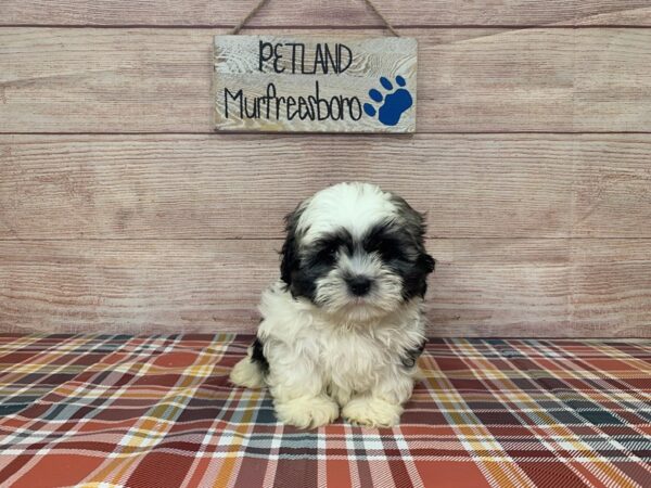 Teddy Bear-DOG-Male-Black and White-1023-Petland Nashville, Tennessee