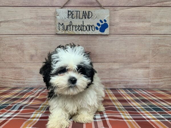 Teddy Bear-DOG-Female-White and Black-1024-Petland Nashville, Tennessee
