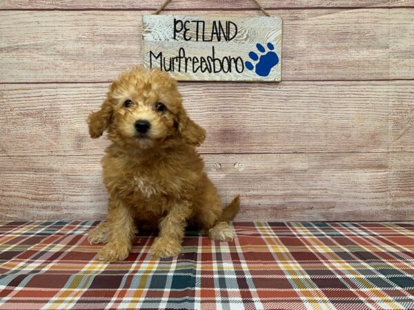 Goldendoodle-DOG-Female-Golden-1032-Petland Nashville, Tennessee
