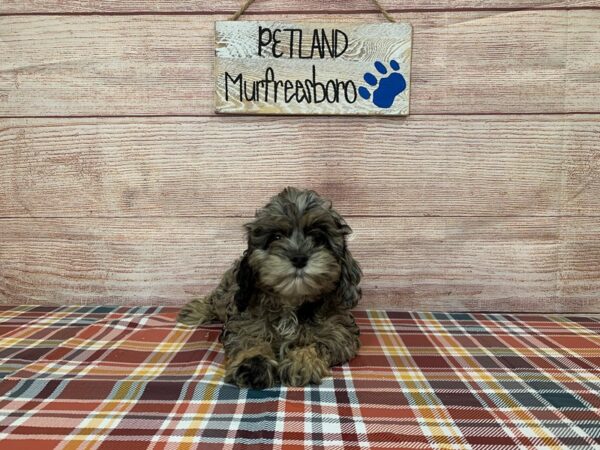 Cockapoo-DOG-Female-Merle-1036-Petland Nashville, Tennessee