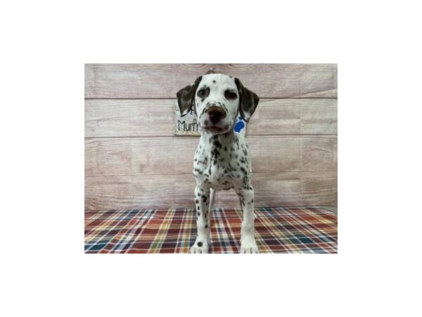 Dalmatian DOG Male Black / White 1043 Petland Nashville, Tennessee