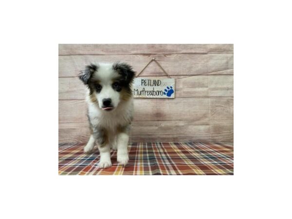 Mini Aussie-DOG-Male-Blue Merle-1034-Petland Nashville, Tennessee