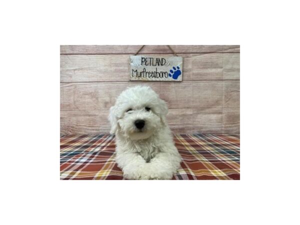 Havachon-DOG-Male-White-1037-Petland Nashville, Tennessee
