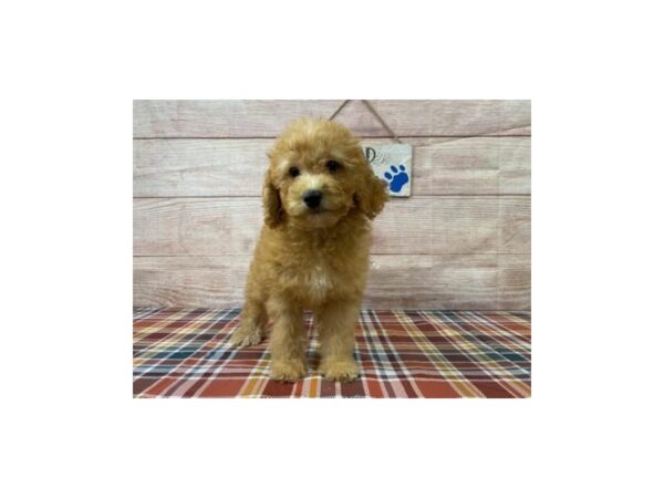 Goldendoodle-DOG-Female-Golden-1031-Petland Nashville, Tennessee
