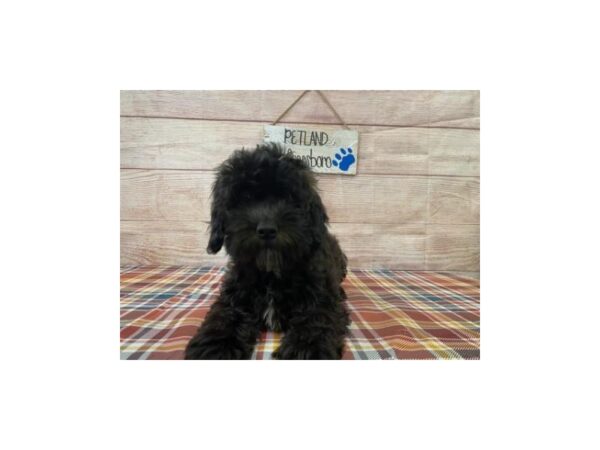 Cockapoo-DOG-Female-Black-1010-Petland Nashville, Tennessee