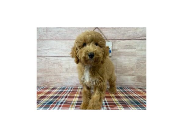Goldendoodle Mini F1b-DOG-Male-Apricot-995-Petland Nashville, Tennessee