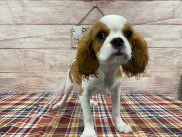 Cavalier King Charles Spaniel-DOG-Male-Blenheim / White-970-Petland Nashville, Tennessee