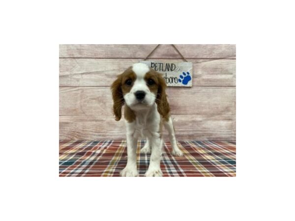 Cavalier King Charles Spaniel-DOG-Female-Blenheim / White-1048-Petland Nashville, Tennessee