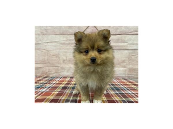 Pomeranian-DOG-Male-sable-1051-Petland Nashville, Tennessee