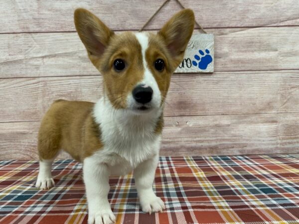 Pembroke Welsh Corgi-DOG-Female-Red / White-1039-Petland Nashville, Tennessee