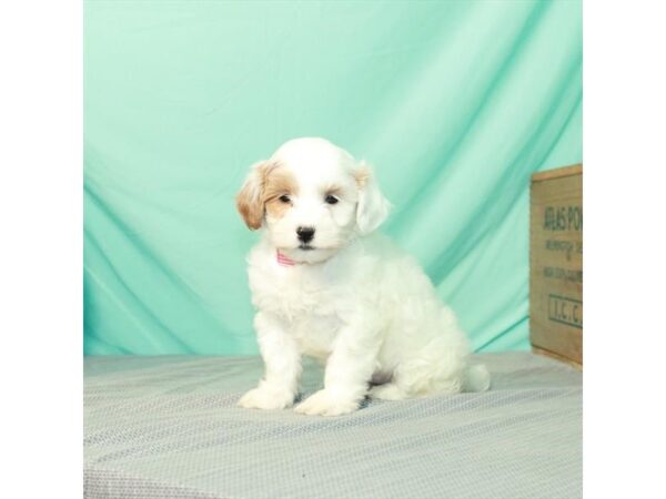 Miniature Goldendoodle-DOG-Female-White / Red-1058-Petland Nashville, Tennessee