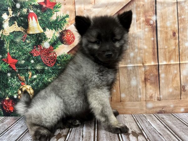 Keeshond-DOG-Female-Silver / Black-1057-Petland Nashville, Tennessee