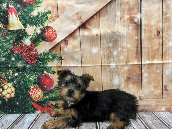 Silky Terrier-DOG-Female-Black / Tan-1067-Petland Nashville, Tennessee