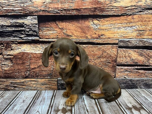Dachshund-DOG-Female-Chocolate / Tan-1064-Petland Nashville, Tennessee