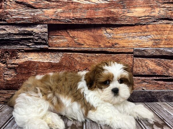 Shih Tzu-DOG-Male-Brown / White-1071-Petland Nashville, Tennessee