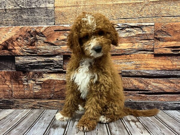 Cavapoo-DOG-Male-Red-1076-Petland Nashville, Tennessee