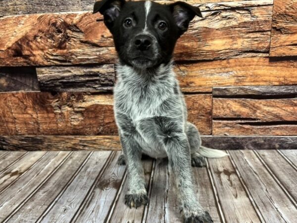 Blue Heeler-DOG-Male-Blue Merle-1053-Petland Nashville, Tennessee