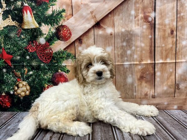 Comfort Goldendoodle-DOG-Female-white-1063-Petland Nashville, Tennessee