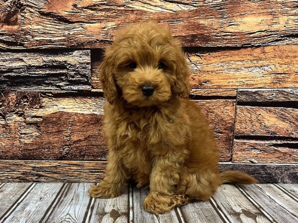 Miniature Goldendoodle-DOG-Male-red-1090-Petland Nashville, Tennessee