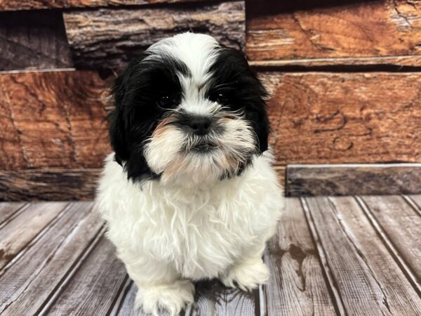Shih Tzu-DOG-Male-Black / White-1088-Petland Nashville, Tennessee