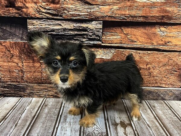 Corgi Poo-DOG-Female-Black / Tan-1086-Petland Nashville, Tennessee