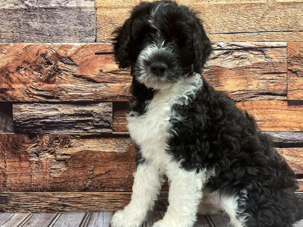 Portuguese Water Dog-DOG-Male-Black / White-1074-Petland Nashville, Tennessee