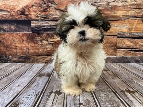 Shih Tzu-DOG-Male-Brindle / White-1080-Petland Nashville, Tennessee