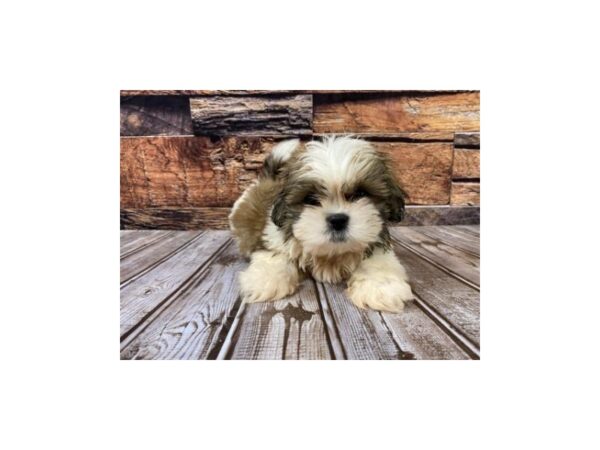 Shih Tzu-DOG-Male-Brindle / White-1081-Petland Nashville, Tennessee