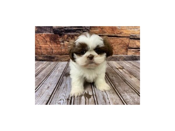 Shih Tzu-DOG-Female-Brown / White-1099-Petland Nashville, Tennessee