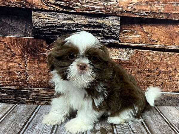 Shih Tzu-DOG-Male-Liver/white-1094-Petland Nashville, Tennessee